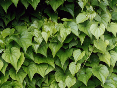 도꼬로마 사진 - Dioscorea tokoro Makino Photos