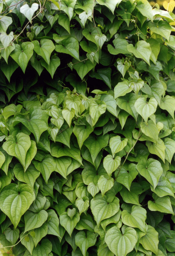 도꼬로마 - Dioscorea tokoro Makino