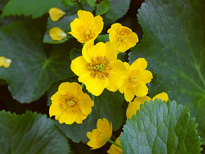 동의나물 사진 - Caltha palustris var Photos