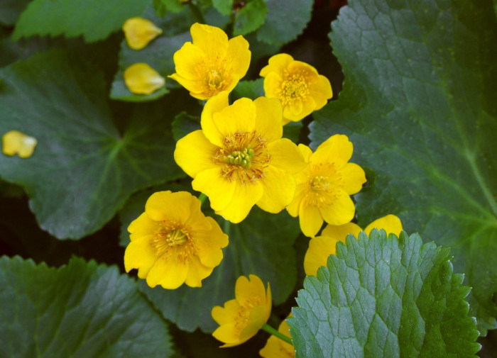 동의나물 - Caltha palustris var