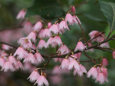 블루베리 애쉬 사진 - Elaeocarpus reticulatus Photos