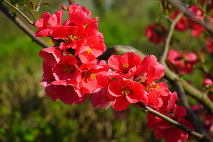 장수매 - Chaenomeles lagenaria cv.