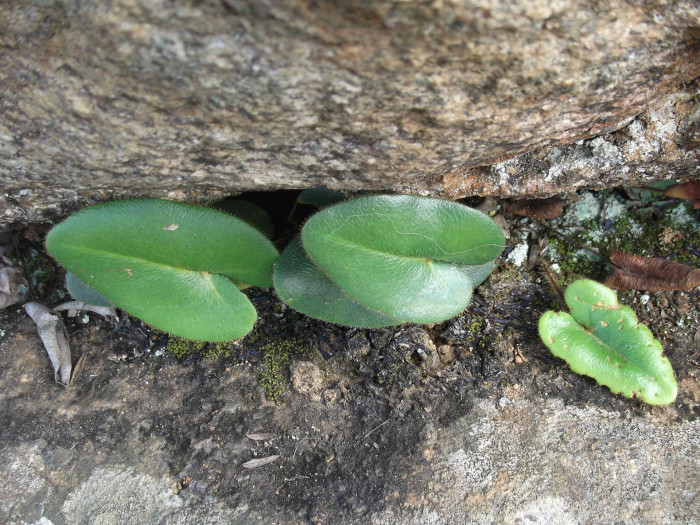 하트펀 - Heart fern, Hemionitis arifolia