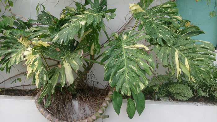 몬스테라 알보 - Monstera Deliciosa var Borsigiana Albo Variegata