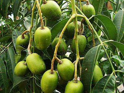 암바렐라 사진 - Spondias Dulcis Photos