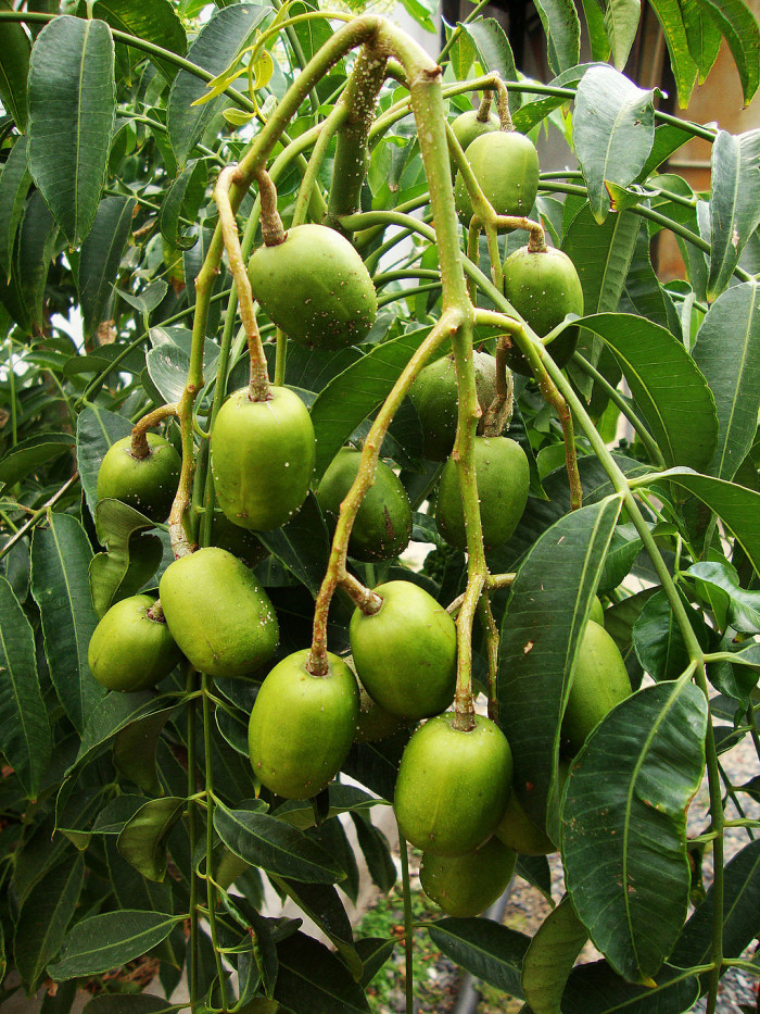 암바렐라 - Ambarella, Dwarf Golden Plum, Makok faring, Spondias Dulcis