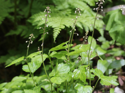 헐떡이풀 사진 - Tiarella polyphylla D.Don Photos