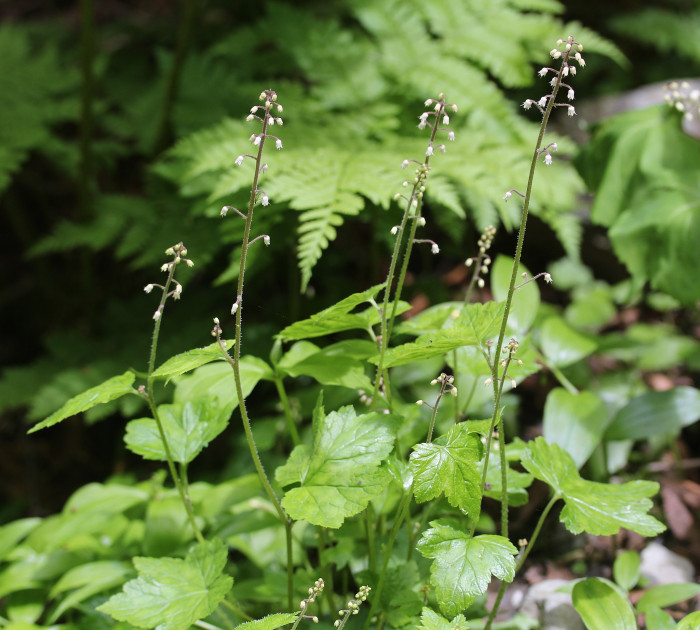헐떡이풀 - Tiarella polyphylla D.Don