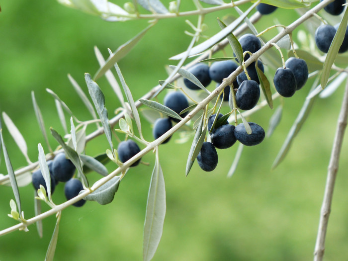 올리브나무 - Olive, Olea europaea