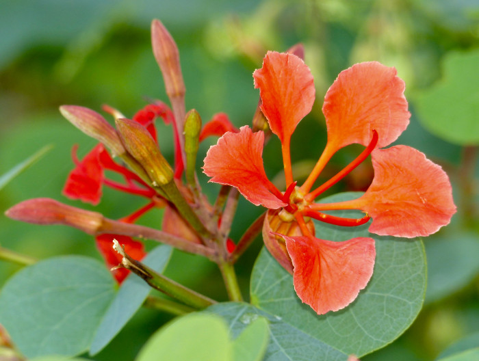 붉은난초나무 - Pride of De Kaap, Orchid Tree, Red Bauhinia, Nasturtium Bauhinia, African Plume, Red Orchid Bush, Bauhinia Galpinii