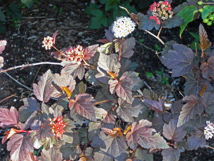 자엽국수나무 - Physocarpus opulifolius