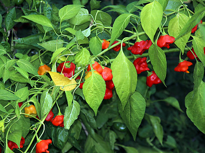 튤립고추 사진 - Capsicum baccatum  var.pendulum Photos