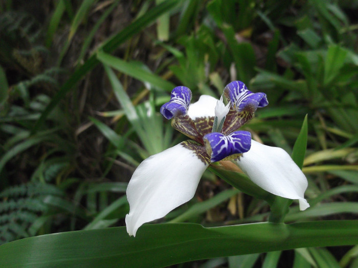 워킹아이리스 - Walking Iris, Neomarica gracilis