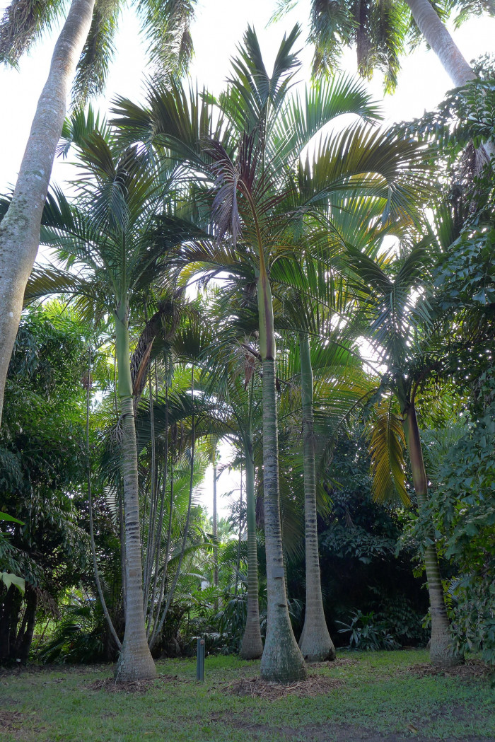 아네이튬 야자 - Aneityum Palm, Carpoxykum Palm, Carpoxylon macrospermum