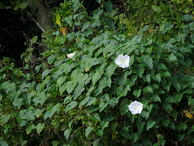 밤나팔꽃 사진 - Ipomoea alba L. Photos