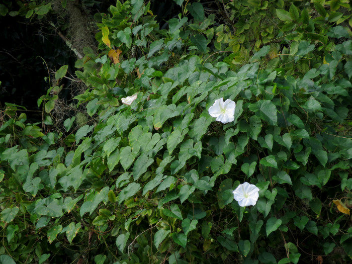 밤나팔꽃 - Moonflower, Ipomoea alba L.