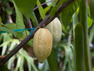 카카오 사진 - Theobroma cacao Photos