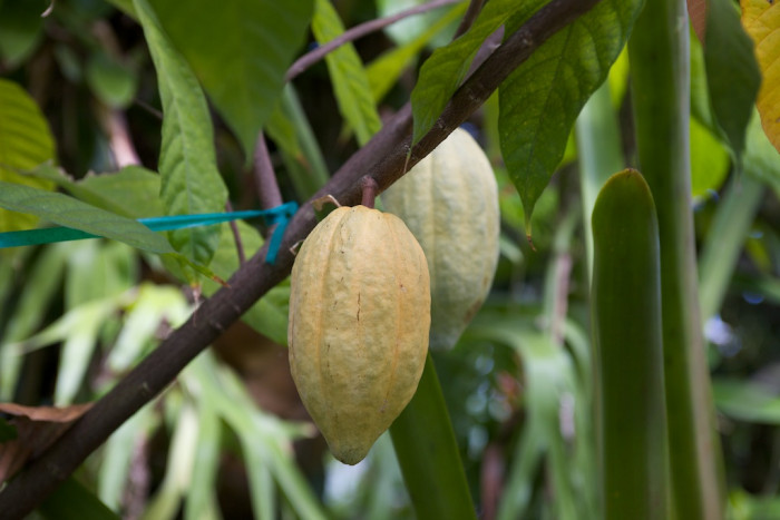 카카오 - Cacao tree, cocoa tree, Theobroma cacao
