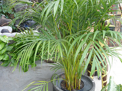 아레카야자 사진 - Dypsis lutescens Photos