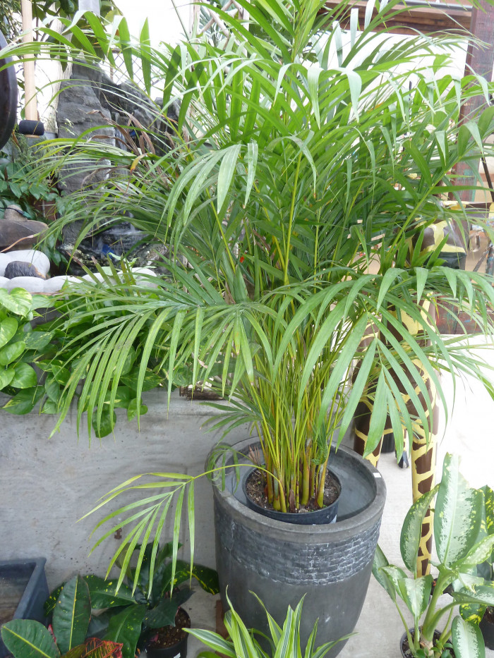 아레카야자 - Areca palm, golden cane palm, Yellow palm, Butterfly palm, Dypsis lutescens