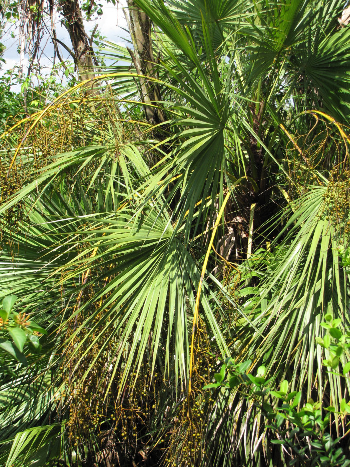 파우로티스 야자 - Paurotis palm, Everglades palm, Madeira palm, Acoelorrhaphe wrightii (Griseb. & H.Wendl.) H.Wendl. ex Becc.