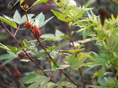 로젤 사진 - Hibiscus sabdariffa L. Photos