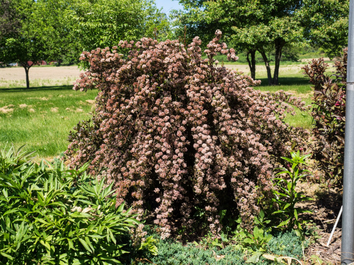 자엽국수나무 - Physocarpus opulifolius