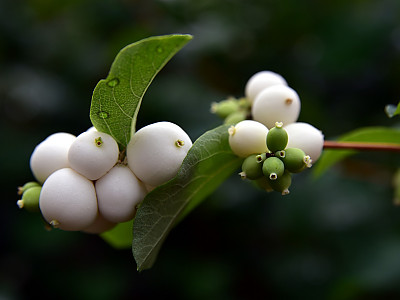 스노우베리 사진 - Symphoricarpos spp. Photos
