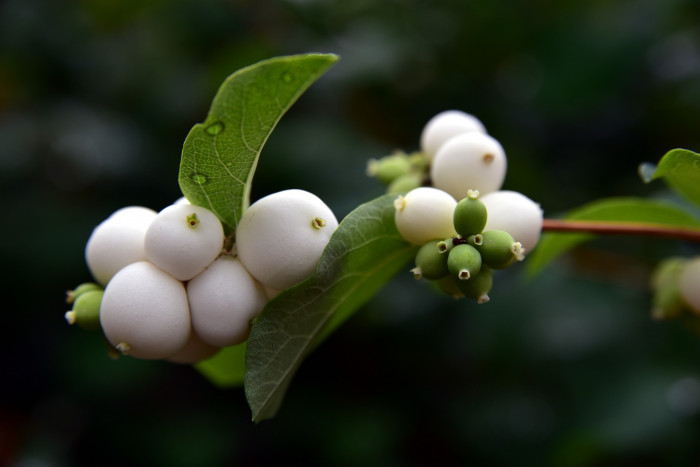 스노우베리 - Snowberry, waxberry, ghostberry, Symphoricarpos spp.