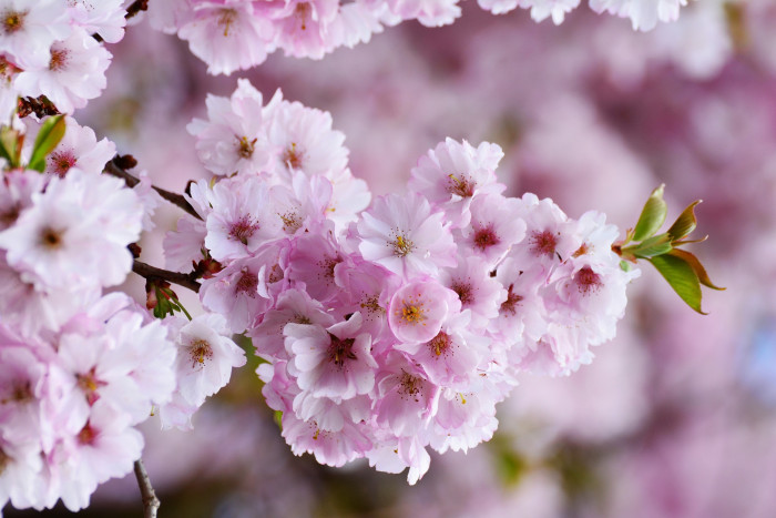 벚나무 - Prunus serrulata var. spontanea (Maxim.) E.H.Wilson