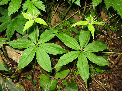 삿갓나물 사진 - Paris verticillata M.Bieb. Photos
