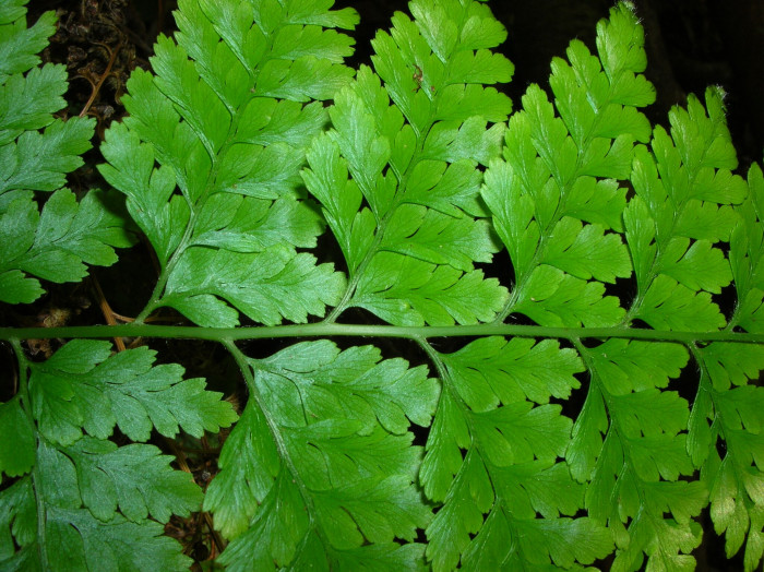 돌토끼고사리 - Microlepia strigosa (Thunb.) C.Presl