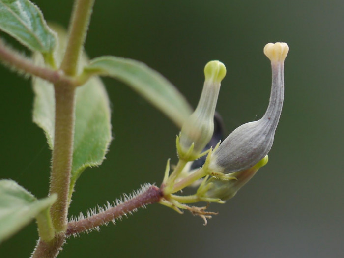 세로페지아 - dimorpha, Ceropegia