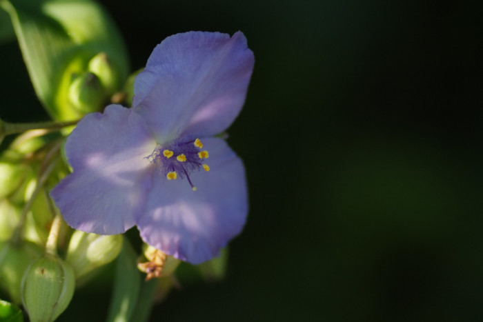 자주닭개비 - Tradescantia reflexa Raf.