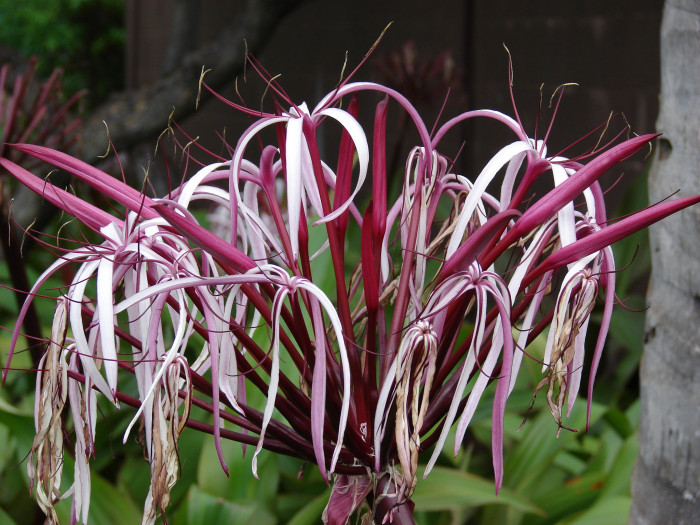 문주란 - poison bulb, giant crinum lily, grand crinum lily, spider lily, Crinum asiaticum var. japonicum Baker