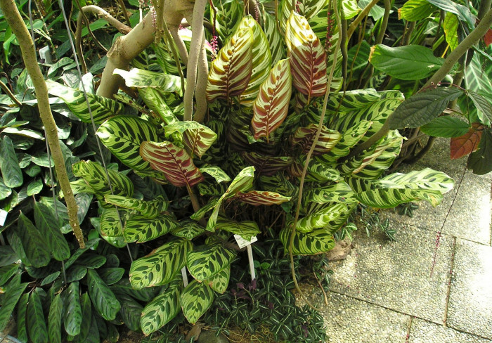 칼라데아 마코야나 - peacock plant, Calathea makoyana