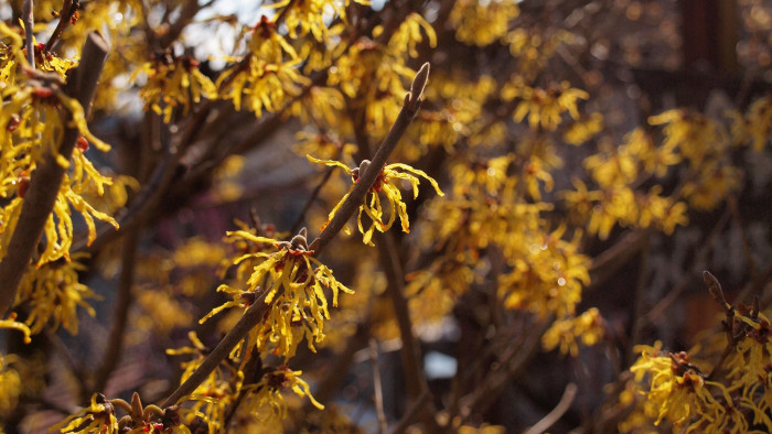 풍년화 - Hamamelis japonica Siebold & Zucc.