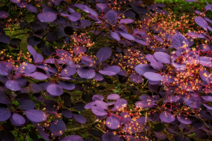 안개나무 - Smoke bush, Smoke tree, Cotinus coggygria L.