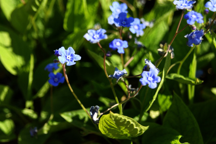 푸른 눈의 메리 - Blue eyed Mary, Omphalodes verna
