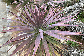 유카 데스메티아나 - Yucca desmetiana