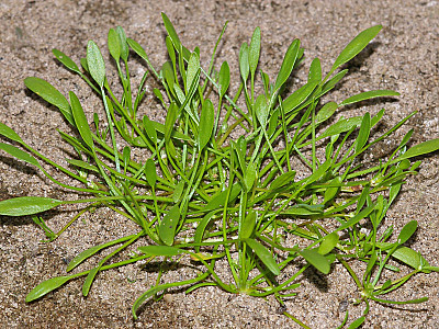 등포풀 사진 - Limosella aquatica L. Photos