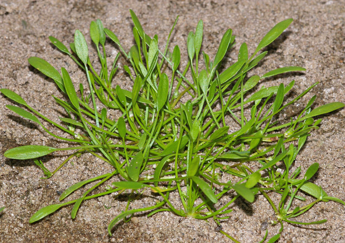 등포풀 - Limosella aquatica L.