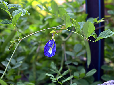 나비완두 사진 - Clitoria tematea Photos
