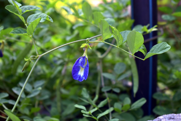 나비완두 - Butterfly pea, Clitoria tematea