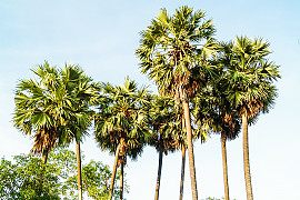 양배추 야자 - Sabal palmetto