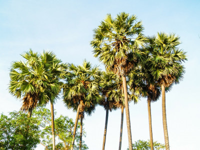 양배추 야자 사진 - Sabal palmetto Photos