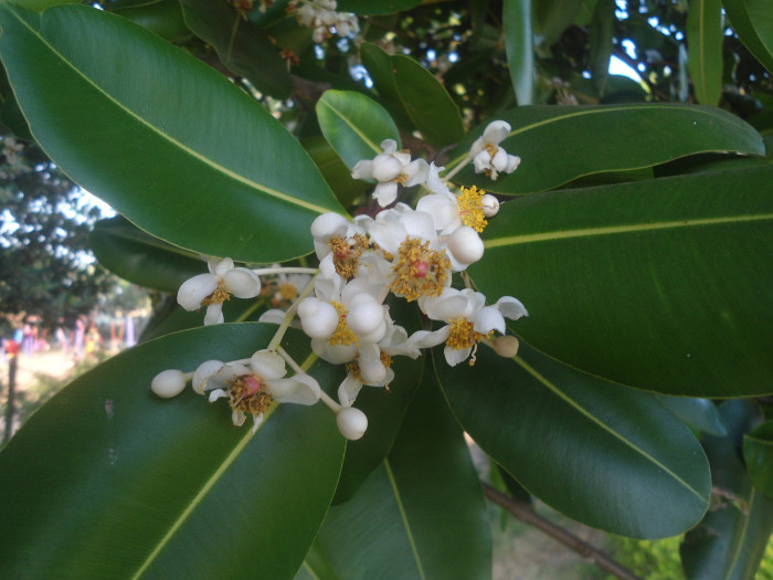 용화수 - Alexandrian laurel, balltree, laurelwood, Beauty Leaf, Calophyllum inophyllum