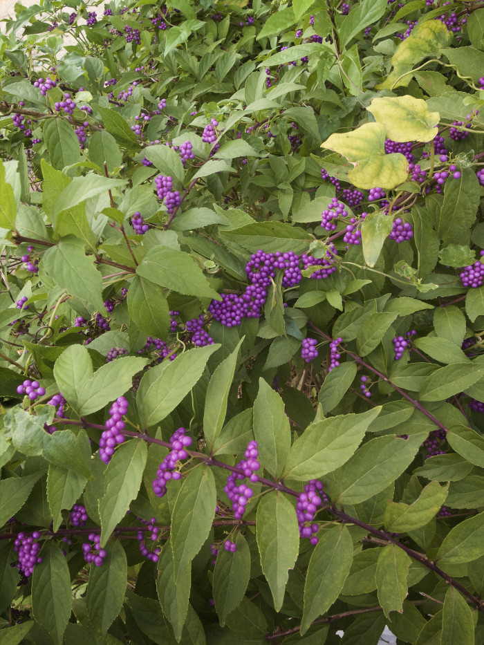좀작살나무 - Callicarpa dichotoma (Lour.) K.Koch