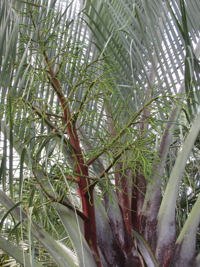 삼각야자 - Triangle Palm, Dypsis decaryi, Neodypsis decaryi jumelle