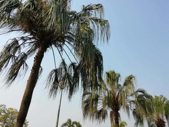 양배추 야자 - cabbage-palm, palmetto, cabbage palmetto, blue palmetto, Carolina palmetto, common palmetto, Sabal palmetto